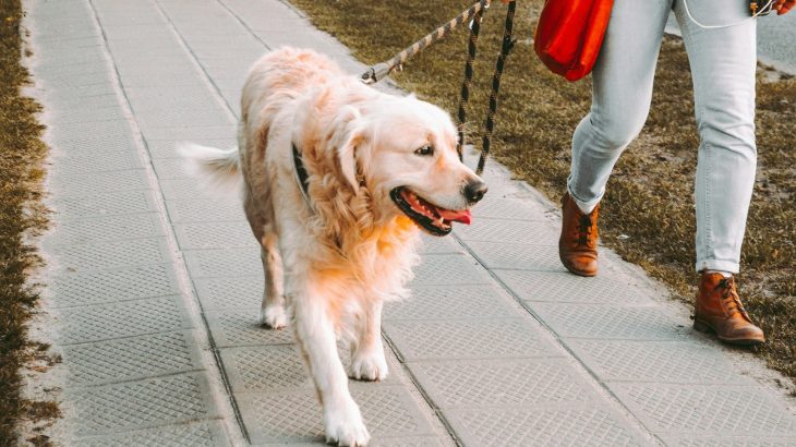 Golden retriever walking calmly on a lead beside its owner on a path
