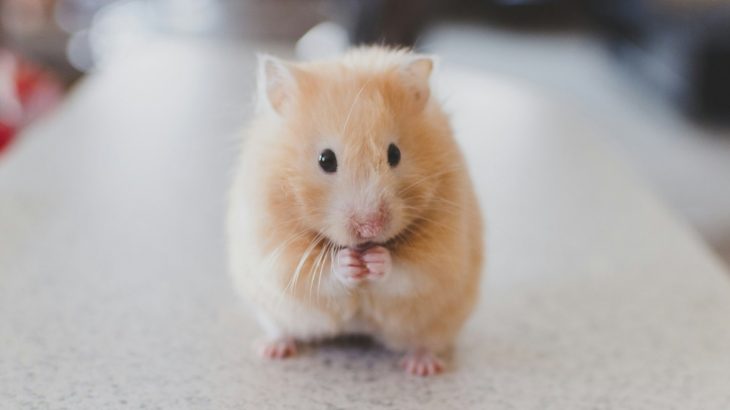 Ginger hamster sitting up with paws together on a worktop