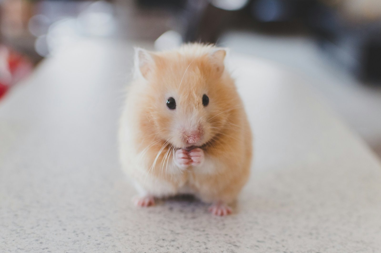 Getting Your Hamster Ready for the Cooler Months