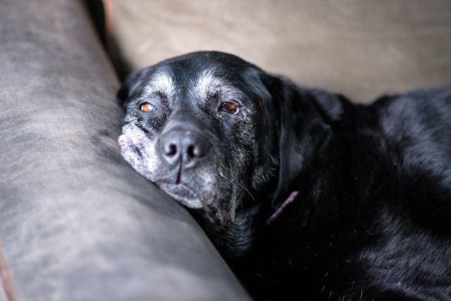 The Quiet Goodbye: Caring for an Ageing or Poorly Pet With Kindness