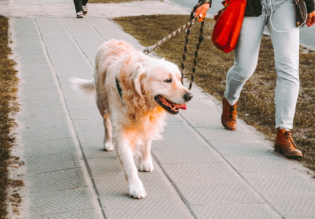 A Day in the Life of Your Dog Walker: What Really Happens While You’re at Work
