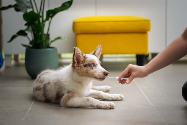 Med-Time Made Easy: How a Pet Sitter Helps Pets on Medication While You’re Away