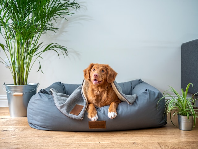 The First Visit: How We Get to Know Your Pet Before You Go Away