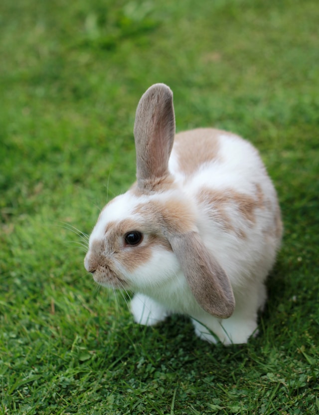 Holiday Pet Care: Why a Pet Sitter Often Beats the Kennels